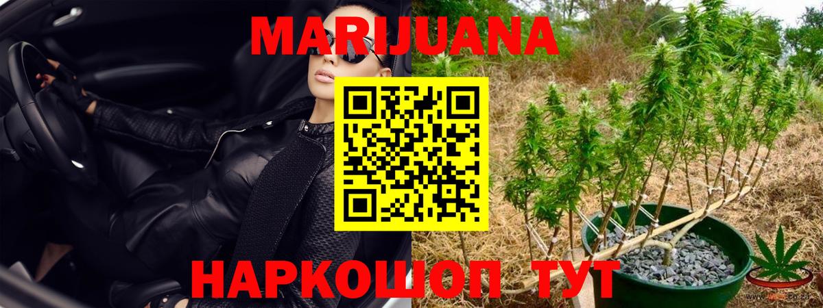 Конопля план Дагестанские Огни